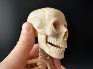 skull resized