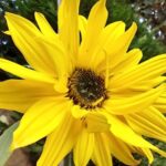 sunflower resized